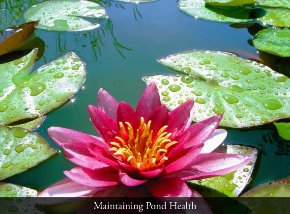 Maintaining Pond Health