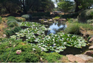 Pond Construction & Liners